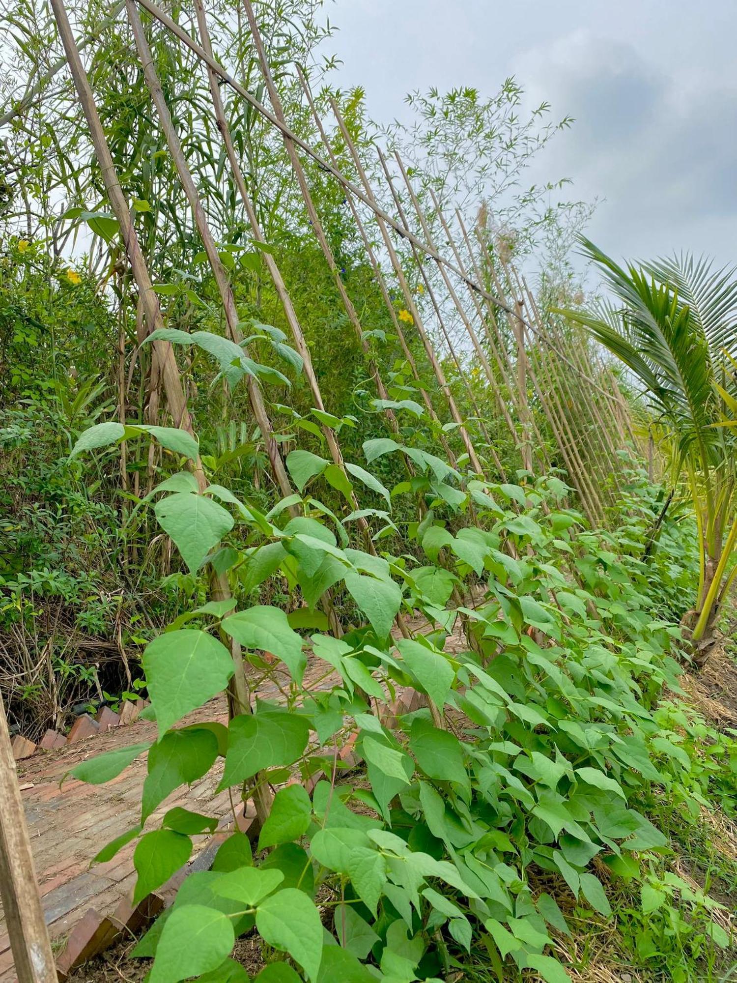Mekong Silt Ecolodge Can Tho Exterior photo